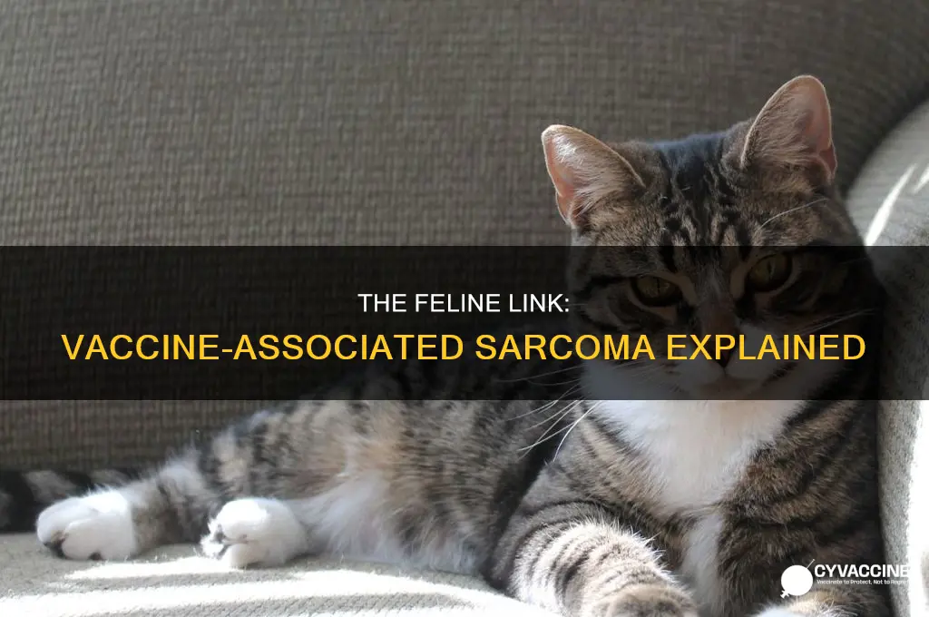 what animal is linked with vaccine associated sarcoma