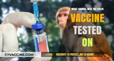 Polio Vaccine Testing: The Surprising Animal Subject Revealed