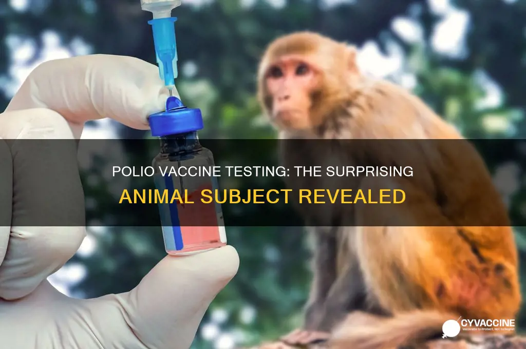 what animal was the polio vaccine tested on