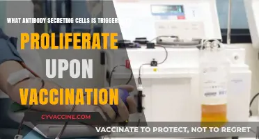 Vaccination Triggers Proliferation of Antibody-Secreting Plasma Cells: How It Works