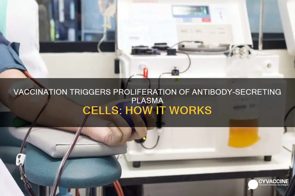 what antibody secreting cells is triggered to proliferate upon vaccination
