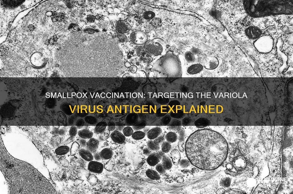 what antigen does the smallpox vaccination act against