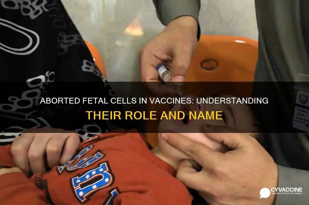 what are aborted fetal cells called in vaccines