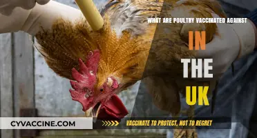 UK Poultry Vaccinations: Protecting Flocks Against Common Diseases
