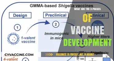 Understanding the Three Critical Phases of Vaccine Development