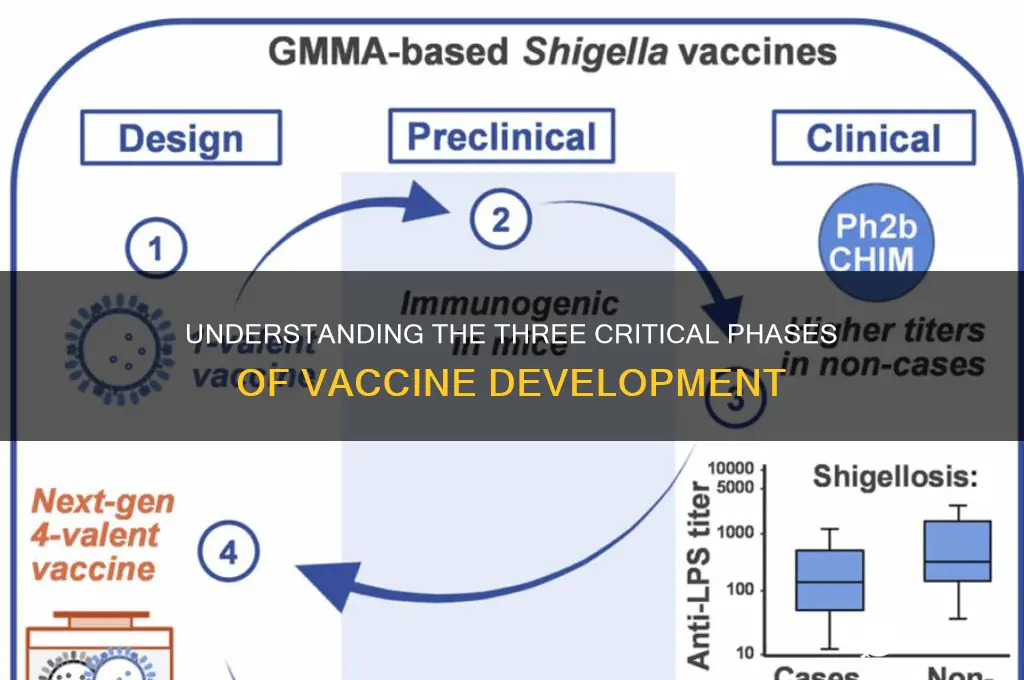 what are the 3 phases of vaccine development