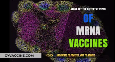 Exploring the Diverse Types of mRNA Vaccines and Their Uses