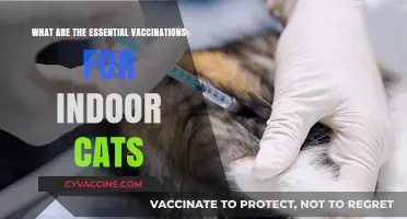 Essential Vaccinations for Indoor Cats: Protecting Your Feline Companion