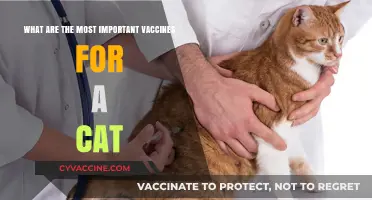Essential Cat Vaccines: Protecting Your Feline's Health and Well-being