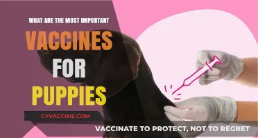 Essential Puppy Vaccines: Protecting Your Furry Friend's Health and Future