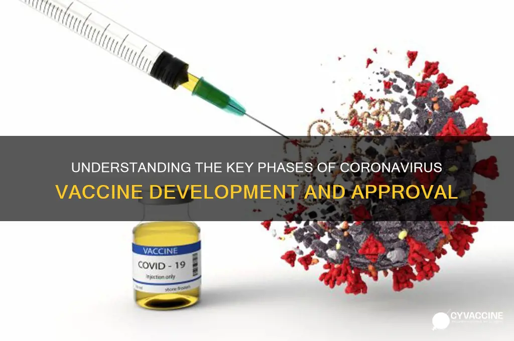 what are the phases for the coronavirus vaccine