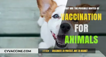 Exploring Diverse Vaccination Routes for Animal Health and Immunity
