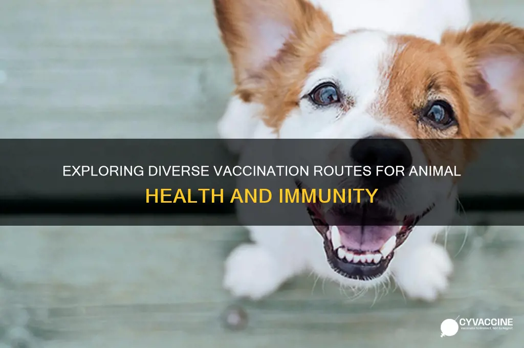 what are the possible routes of vaccination for animals