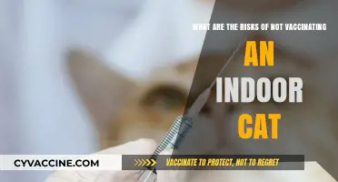 Indoor Cats and Vaccines: Risks of Skipping Essential Protection