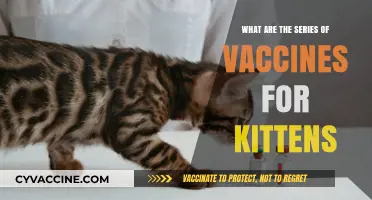 Essential Kitten Vaccination Schedule: Protecting Your Feline Friend's Health