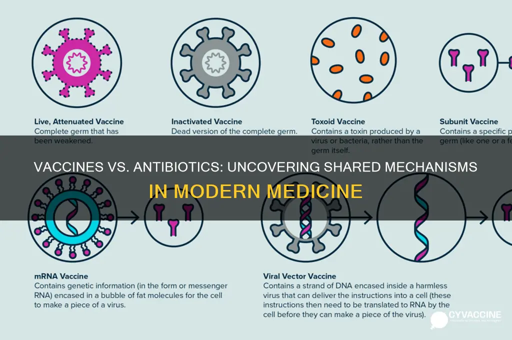 what are the similarities between vaccines and antibiotics