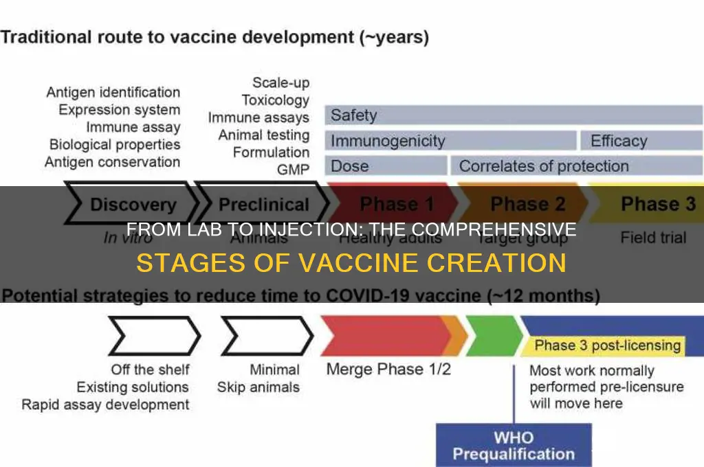what are the stages of creating a vaccine
