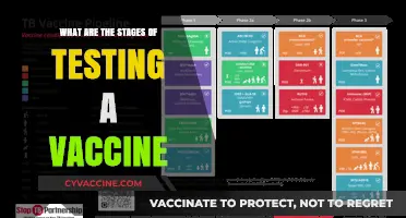 Exploring the Critical Stages of Vaccine Testing and Development