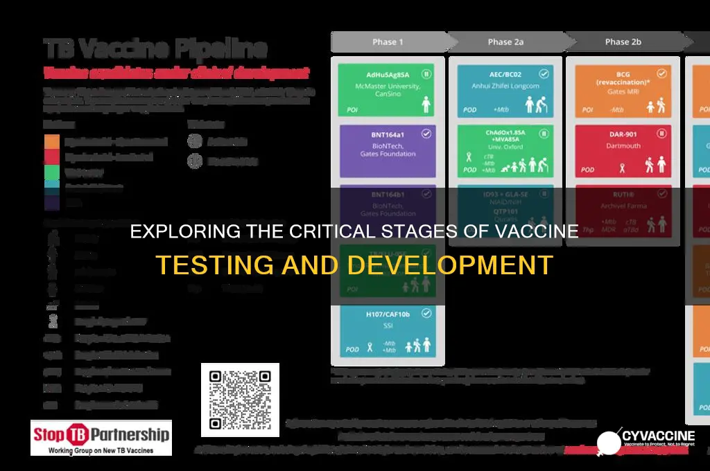 what are the stages of testing a vaccine