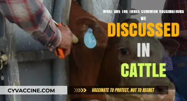 Essential Cattle Vaccinations: Three Common Shots for Herd Health