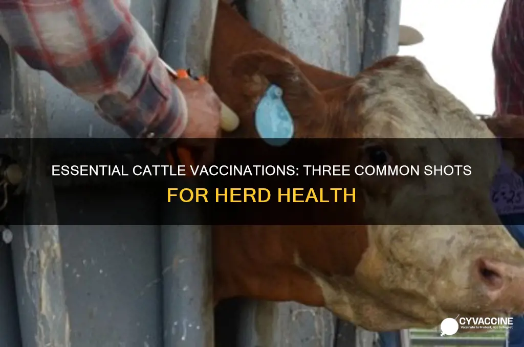 what are the three common vaccinations we discussed in cattle