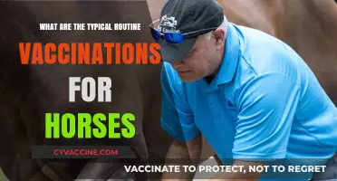 Essential Horse Vaccination Schedule: Protecting Equine Health Year-Round