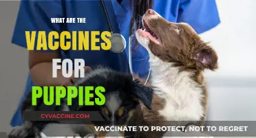 Essential Puppy Vaccines: Protecting Your Furry Friend's Health and Happiness