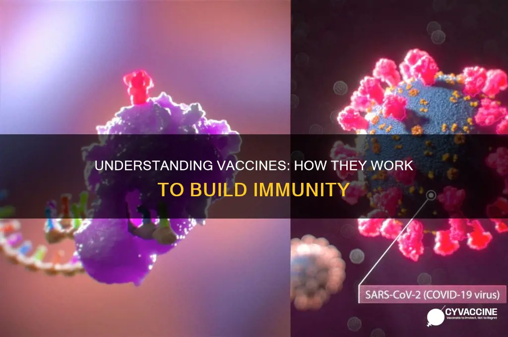 what are vaccines how do they produce immunity