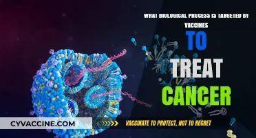 How Vaccines Harness Immune Responses to Combat Cancer Cells
