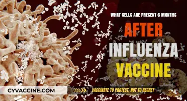 Six Months Post-Influenza Vaccine: Key Immune Cells Still Active