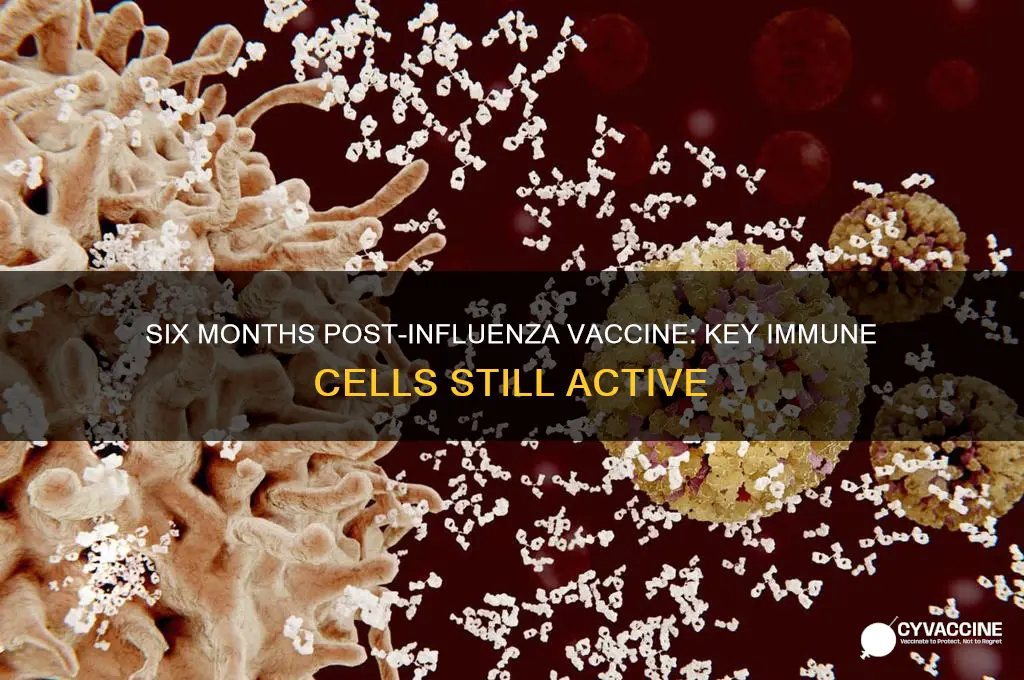 what cells are present 6 months after influenza vaccine