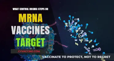 How mRNA Vaccines Target Central Dogma Steps for Immunity