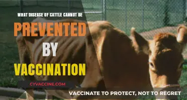 Unstoppable Cattle Diseases: Which Ones Vaccines Can’t Prevent?