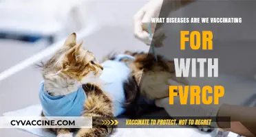 FVRCP Vaccine: Protecting Cats Against Feline Viral Diseases Explained