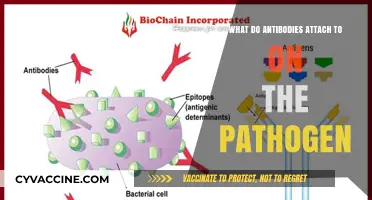 Antibodies: How They Attack Pathogens