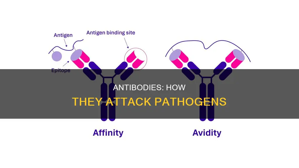 what do antibodies attach to on the pathogen