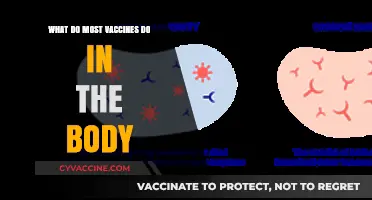 How Vaccines Train Your Immune System to Fight Diseases