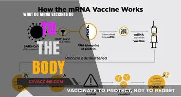 How mRNA Vaccines Work: Understanding Their Impact on the Body
