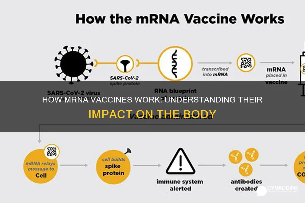 what do mrna vaccines do to the body