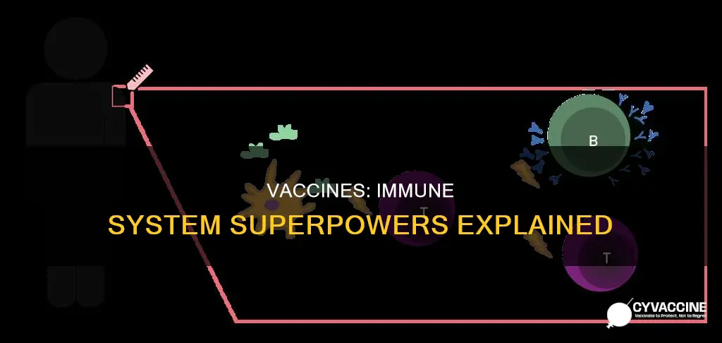 what do vaccines do to the immune system