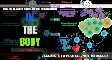 How Vaccines Boost Immunity: Understanding Antibody and Cell Production