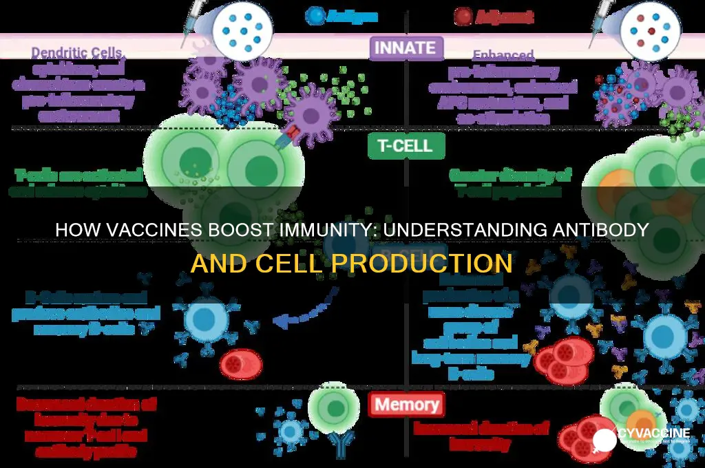 what do vaccines stimulate the production of in the body