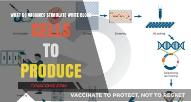 How Vaccines Trigger White Blood Cells to Produce Protective Antibodies