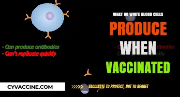 Vaccination Triggers: What White Blood Cells Produce for Immune Defense