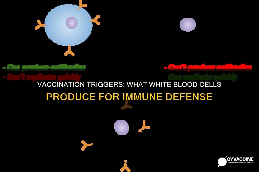 what do white blood cells produce when vaccinated