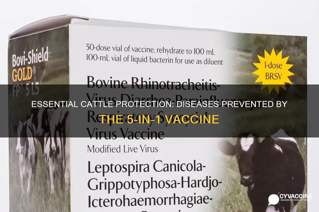 what does 5 in 1 vaccine prevent in cattle