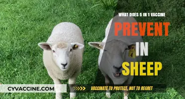 Sheep Health: Understanding the 5-in-1 Vaccine's Preventative Measures