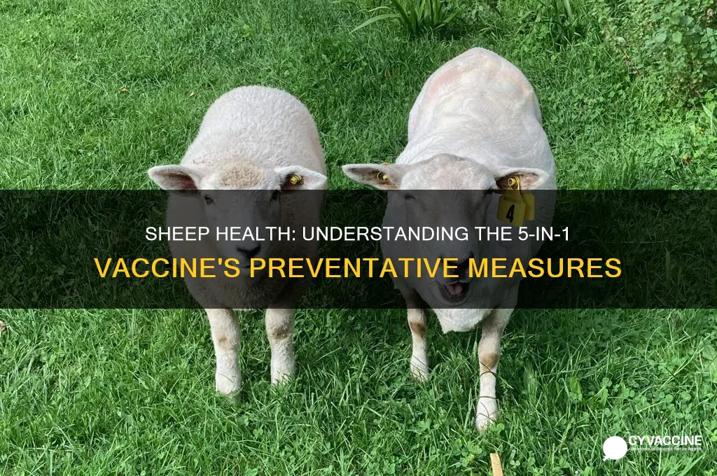 what does 5 in 1 vaccine prevent in sheep