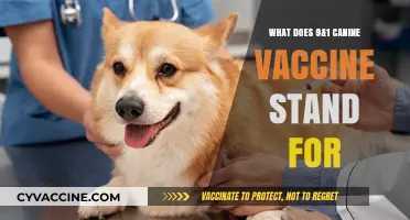 Understanding the 9&1 Canine Vaccine: Meaning and Importance for Dogs