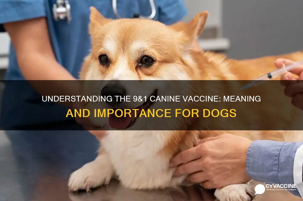 what does 9&1 canine vaccine stand for